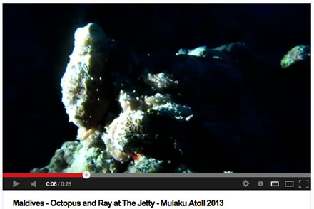 Gabrielle SCUBA YouTube Video Octopus and Ray the Jetty Maldives