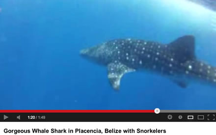 Tallahassee SCUBA Instructor Gabrielle Enjoys Whale Shark in Placencia, Belize